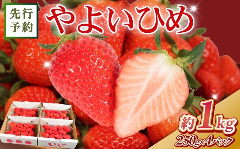 
先行予約 いちご やよいひめ 約1kg （250g×4パック） 苺 ストロベリー 果物 フルーツ ジャム ケーキ ゼリー ジュース いちご大福 苺大福 フルーツサンド ショートケーキ 朝摘み 新鮮 産直 安心 安全 期間限定 送料無料 国産 千葉県 銚子市 神原いちご園
