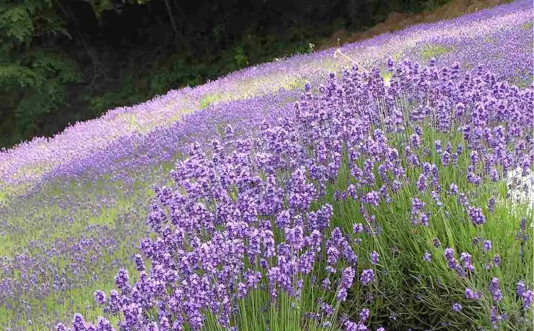 あぶくま洞 探検コース付き入洞引換券 （大人1名様分） 体験 鍾乳洞 洞窟 冒険 福島県 