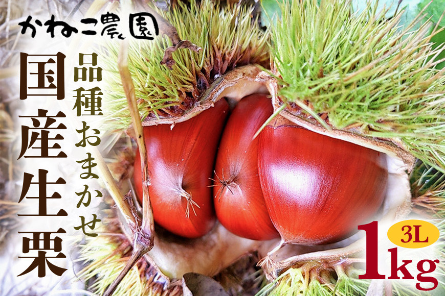 
            笠間の栗・かねこ農園の生栗　品種おまかせ1kg（3L） 栗 クリ くり 生栗 茨城県 笠間市
          