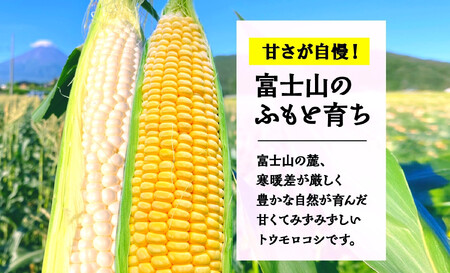とうもろこし イエロー ＆ ホワイト 2種 食べ比べ 恵味ゴールド 白い恵味 400g以上 各6本 計12本 野菜 おやつ 旬 産地直送 送料無料 湖南野菜出荷組合 山梨県 富士河口湖町