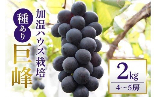 【 2026年 先行予約 】 「加温ハウス栽培」 巨峰 2kg（ 種あり ） 久家ぶどう園 2房 ぶどう ブドウ 有機 肥料 ハウス 栽培 国産 果物 くだもの 葡萄 フルーツ 2キロ  夏 旬 品種 茨城県産 産地直送 産直 農家直送 冷蔵 茨城県 石岡市 (A04-006)