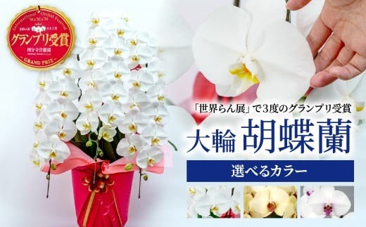 
            胡蝶蘭 ＜選べるカラー＞ 3本立て  | 花 お花 大輪胡蝶蘭 こちょうらん コチョウラン 蘭 白 黄色 赤 洋蘭 花 贈答 開店祝い ギフト 贈り物 プレゼント 御祝 お祝い 開業祝い 慶事 新築祝い 引越し祝い 結婚祝い 出産祝い 内祝い 昇進祝い 誕生日 結婚記念日 記念日 母の日 父の日 敬老の日 お中元 お歳暮 仏事 慶弔 国分寺洋蘭園 埼玉県 北本市
          
