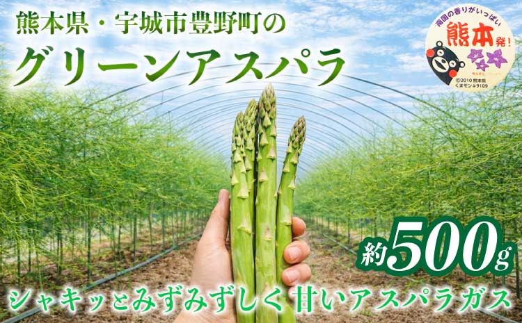 訳あり アスパラガス グリーンアスパラ アスパラ あすぱら 約500g (S～L) 【2026年7月上旬～2026年10月中旬発送予定】野菜 春野菜 旬野菜 生鮮食品 熊本 熊本県 宇城市 みずみずしい 甘い シャキシャキ やわらかい 日本フルーツ