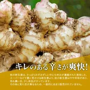 【先行予約・11月発送】 新生姜 2kg 高知県産 農家直送 期間限定 秋限定 旬 しょうが