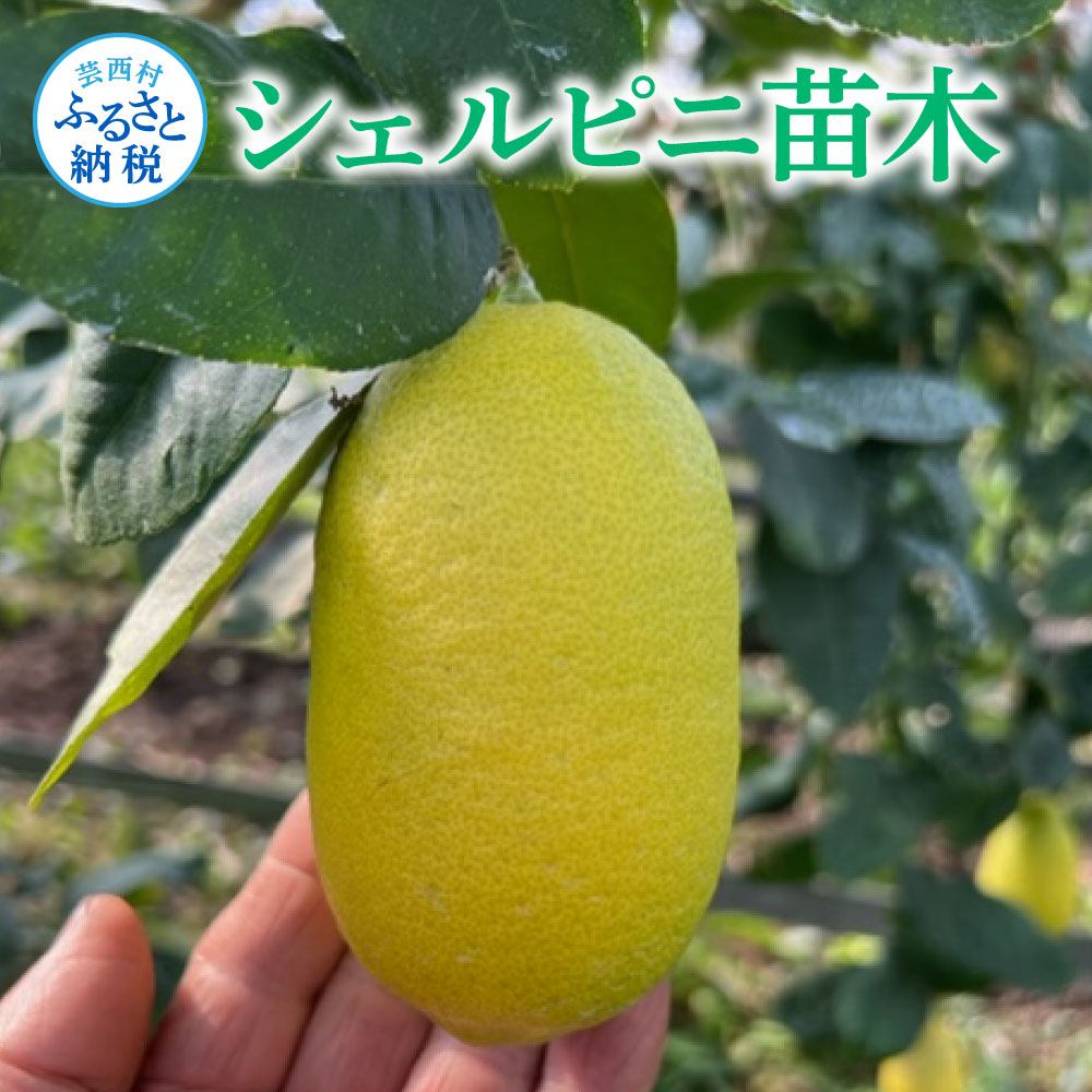 【ふるさと納税】フルーツの木 種なしレモン シェルピニ苗木 柑橘 柑橘苗木 果樹苗木 自家栽培 ガーデニング 家庭菜園 ベランダ栽培 ライムとレモンの香り ヒマラヤン ライムレモン 高知県 芸西村 故郷納税 返礼品 檸檬 lemon 土佐 果物 かんきつ類