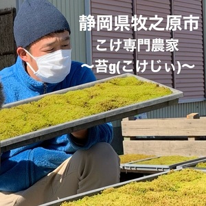 こけ専門農家直送!!苔テラリウムスターターキット 牧之原市 静岡