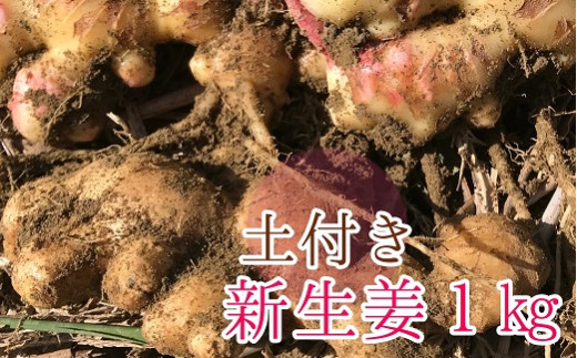 
自然農 新生姜１kg（自然のままの土付き）皮まで食べられる 甘酢漬け ガリ ショウガ【R00216】
