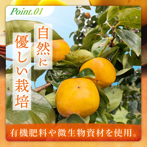 【2026年10月上旬より順次発送】【数量限定】太秋柿 約2kg（6-8玉）【フルーツ 果物 柿 甘柿 完熟 くだもの デザート おやつ 水戸市 茨城県】（MA-4）