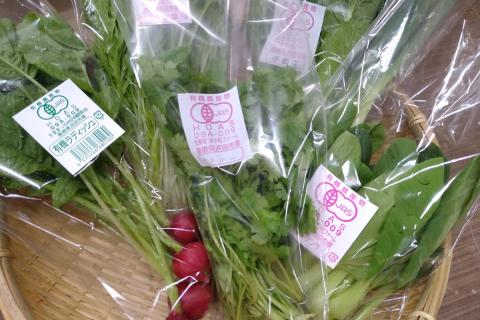 自然豊かな浜田市弥栄町で作られた「旬の野菜おまかせセット」(６回コース) 野菜 定期 6回 旬 詰め合わせ おまかせ 直送 野菜セット セット 【330】