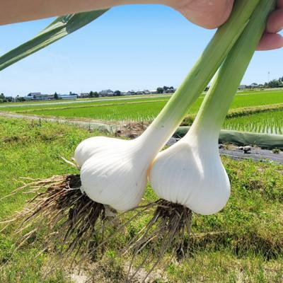 ふるさと納税 砺波市 富山県産熟成黒にんにく 100g×3袋 |  | 02