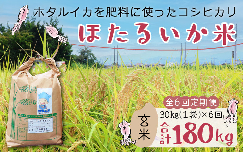 
                  【訳あり】ほたるいか米（玄米30kg）×6回 計180kg【6ヶ月定期便】令和7年産 訳あり 米 コシヒカリ こしひかり 頒布会 産直 ほたるいか ホタルイカ お米 ブランド米 富山 滑川 農家直送 お米 おこめ こしひかり ホタルイカ 蛍烏賊 富山県 滑川市 コンシェルジュ 訳あり　kome 30キロ ごはん おにぎり 6か月
                