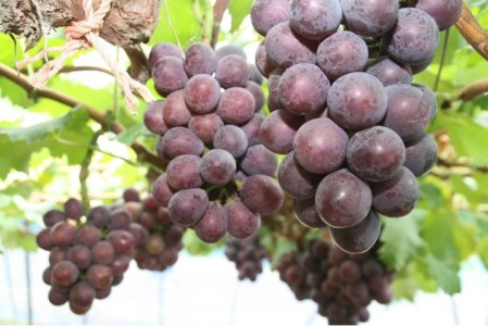 【2026年先行受付】三木南畑ぶどう園産ピオーネ2kg【北海道・沖縄・離島 配送不可】