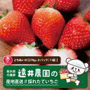 【ふるさと納税】産地直送!!栃木県遠井農園の美味しいとちあいか【270g×2パック(1箱)】【配送不可地域：離島】【1518940】