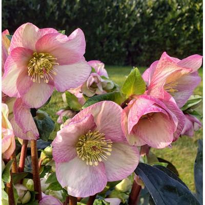 ふるさと納税 藤枝市 クリスマスローズ鉢植え 氷の薔薇ロゼッタ4.5号