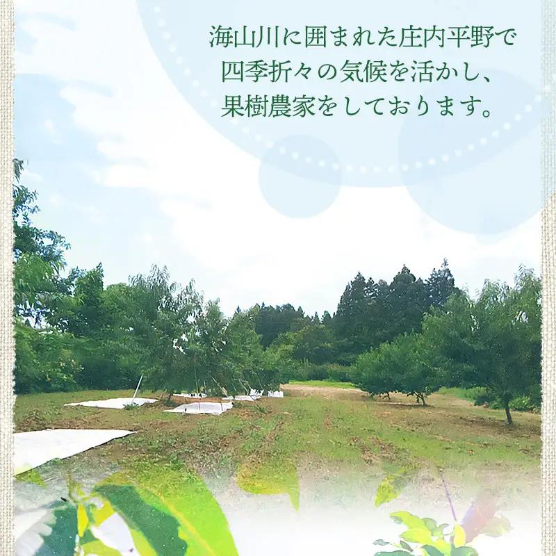 【令和8年産先行予約】 鶴岡市産 桃 (品種おまかせ) 　約2kg　(5～8玉)　くにちゃん農園　K-836