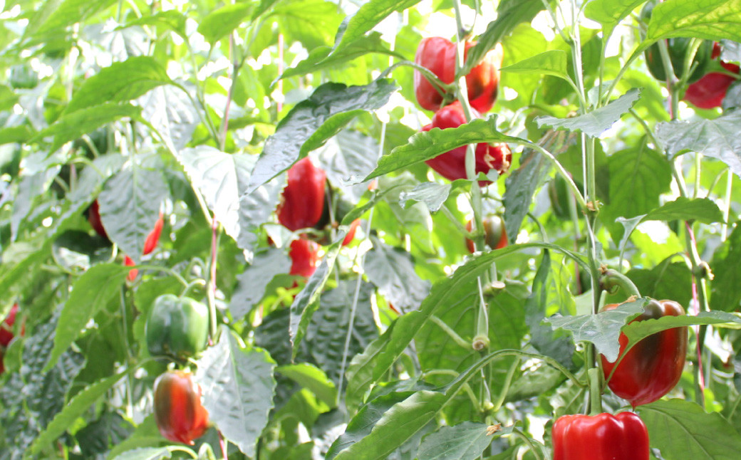 【隔月3回定期便】 大分県 九重町産 温泉パプリカ 計約15kg（約5kg×3回）