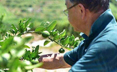 【2026年3月より発送】しみずTHE MIKAN100％（みかんジュース）720ml×2本セット◇