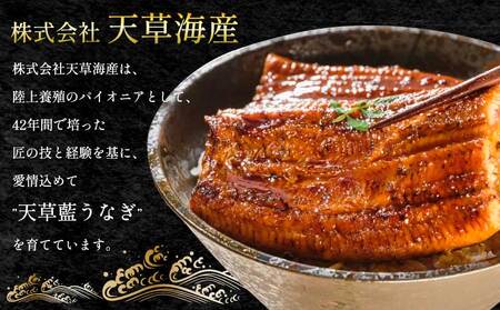 【ミシュラン1つ星店 採用】 うなぎ 国産 蒲焼き2-3尾 400g ギフト 蒲焼き 白焼き 鰻重 鰻丼 【数量限定】海水育ちの天草藍うなぎ 天草藍うなぎ 天草うなぎ 国産うなぎ 熊本県産うなぎ