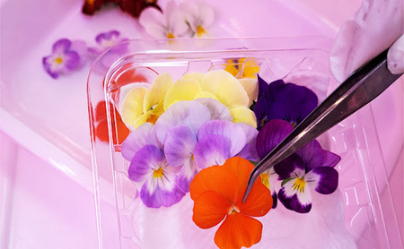 【Aセット】エディブルフラワー(生花20輪)2パック サラダクレソン(80g) 食用花 食べられる花 生け花 誕生日 プレゼント 飾り付け 食用 お菓子【配達不可：離島】