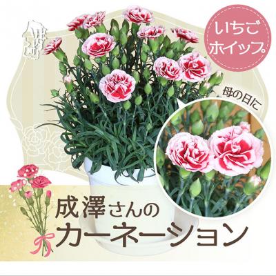 ふるさと納税 庄内町 【5月初旬より順次発送】成澤さんのカーネーション いちごホイップ(入金期限:2026.4.30)