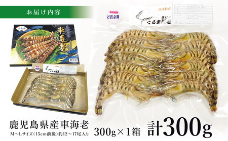 【鹿児島県産】活〆 冷凍車海老 300g（生食用） えび クルマエビ 海鮮 刺身 南さつま市