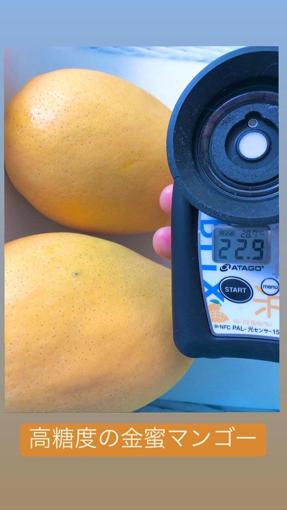 ★2024年発送分★紀州完熟マンゴー『吉玉』【ご家庭用訳ありマンゴー1.5kg】