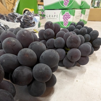 お試しサイズ約1kg　梅田農園の種無し巨峰　朝採りした物をその日の内に発送　8月より順次発送予定【配送不可地域：離島】
