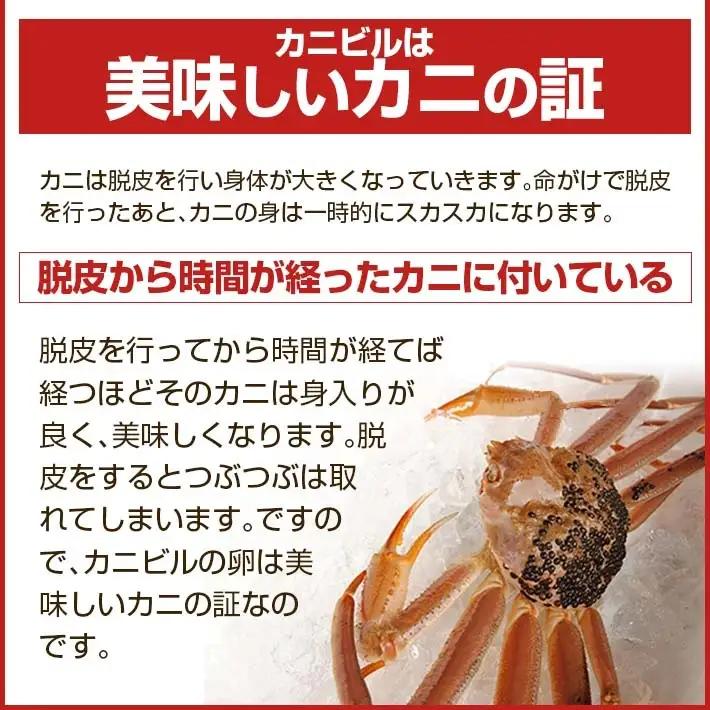 生・本ズワイガニ 1匹 350g程度 遊佐沖 10月中旬～12月下旬頃お届け 冷蔵便 ※着日指定・離島（沖縄県を含む）発送不可 1人前 東北 山形県 庄内地方 日本海 カニ 蟹 かに 海産物 シーフー