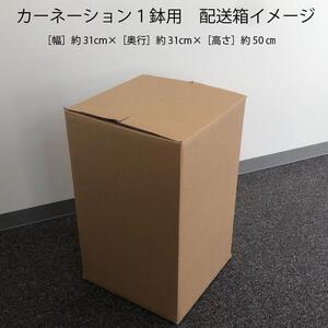 【5月初旬より順次発送】成澤さんのカーネーション 白 5号鉢（入金期限：2026.4.30）母の日に お供え お悔み