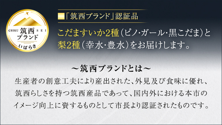【 筑西ブランド 認証品 】 旬のフルーツ 定期便 ( ミニコース ) 2026年産 先行予約 幸水 豊水 こだまスイカ 黒こだま ピノ・ガール 果物 フルーツ [AE013ci]