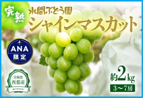 【ANA限定】西都産シャインマスカット 2kg（3～7房）完熟ぶどう 水間ぶどう園《先行予約・2026年発送》＜16-1a＞ぶどう 葡萄 フルーツ 果物