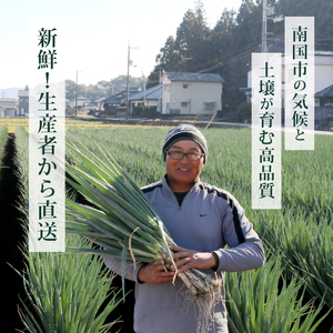 【先行予約 2026年12月～発送】白ねぎ 2kg(10～15本)  長ねぎ