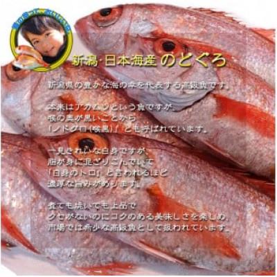 ふるさと納税 新発田市 【鮮度抜群】真空冷凍　日本海産ノドグロ 6尾セット(1尾 約200g以上) |  | 01