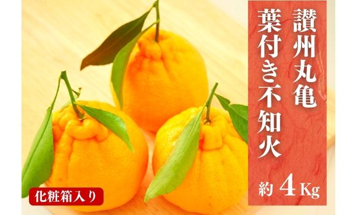 葉付き不知火（デコポン）化粧箱 約4kg 果物類 フルーツ ミカン みかん 柑橘類 約4kg 