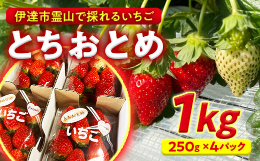 
伊達市霊山で採れるいちご「とちおとめ」1kg （250g×4パック） イチゴ 苺 F20C-532
