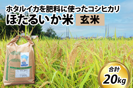 ほたるいか米（玄米20kg）【通年発送】　ホタルイカを肥料に使ったコシヒカリ