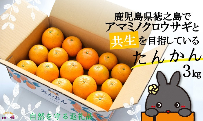 
            1311《2026年2月～3月配送！》～アマミノクロウサギと共生を目指す農家さんの徳之島産たんかん3kg ( たんかん 柑橘 フルーツ 果物 徳之島 鹿児島 奄美 フレッシュ ビタミン 美味しい オススメ 人気 自然保護 共生 うさぎ ウサギ アマミノクロウサギ )
          