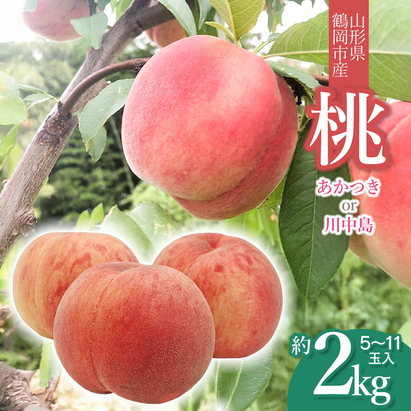 【ふるさと納税】【令和8年産先行予約】山形県鶴岡産　桃　約2kg（5～11玉） あかつき or 川中島 どちらか1品種をお届け！　庄内産直センター　| もも モモ 果物 くだもの フルーツ 旬 産地直送 期間限定 甘い 人気 美味しい お取り寄せ 庄内 東北 返礼品