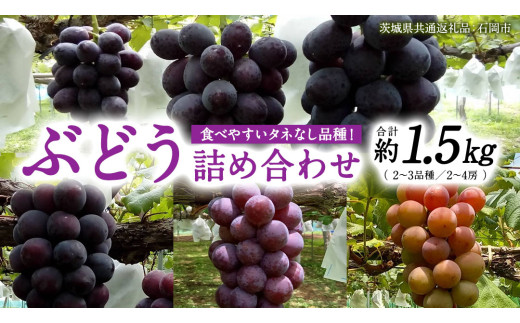 旬 の「種なし ぶどう 詰め合わせ 約 1.5kg ( 2房 ～ 4房 ) 【茨城県共通返礼品/石岡市】 葡萄 ブドウ 種無し [FB010sa]