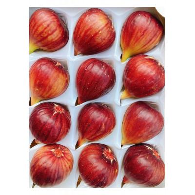 ふるさと納税 紀の川市 【8月上旬以降お届け】いちじくプリンセス2箱セット