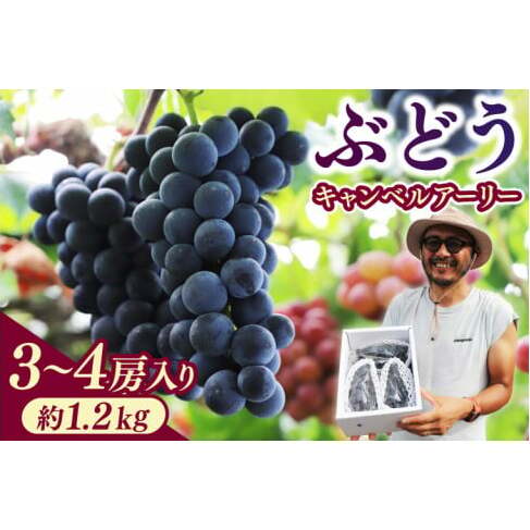 ＼数量限定 9月発送予定／ ぶどう キャンベルアーリー (3～4房入り) 約1.2kg (EK002)