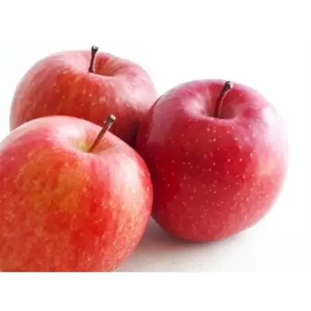【2025年発送】フルーツ王国 りんご　サンつがる 約2kg(3～6玉程度)【1577393】