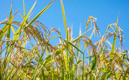 【通常パック】熊本県菊池産 ヒノヒカリ 玄米 計4kg（2kg×2パック）七城物語 高野さんちの自然栽培米