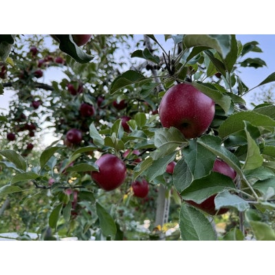 クセになる酸味、お菓子作りに良し!生食でも良し!青森県産　紅玉(こうぎょく)　【贈答用】約3キロ【配送不可地域：離島】