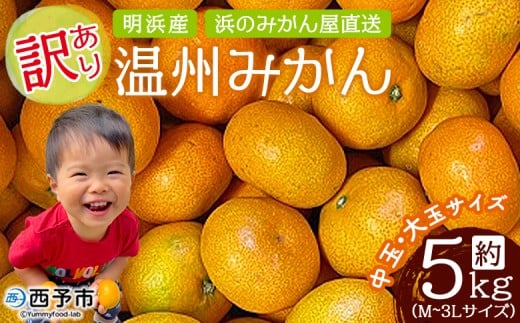 ＜訳あり 温州みかん 約5kg＞ 中玉 大玉 明浜産 果物 フルーツ 蜜柑 うんしゅうみかん ウンシュウミカン 柑橘 家庭用 浜のみかん屋 直送 愛媛県 西予市【常温】『2025年11月上旬～2026年1月中旬迄に順次出荷』