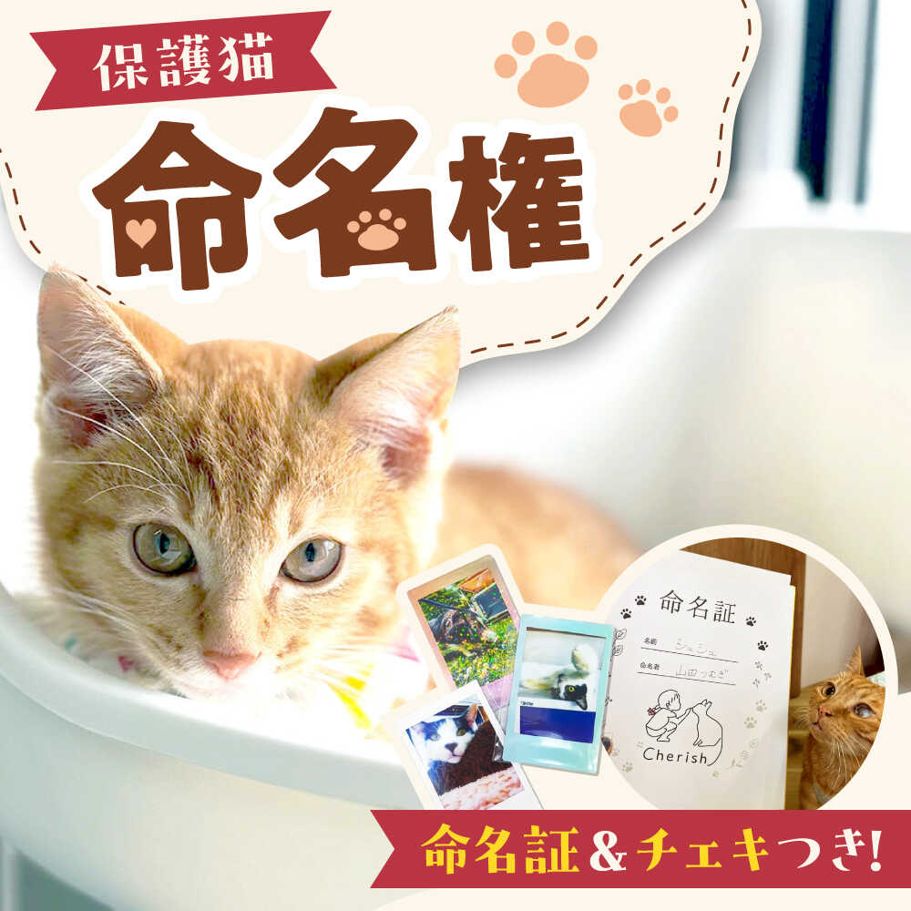 【ふるさと納税】命名権（保護猫への名付け） 猫 ねこ ネコ 保護 保護猫 命名 名付け 支援 グッズ付き 動物愛護 応援 保護猫支援 命名権 ギフト 贈り物 贈答 プレゼント 人気 おすすめ 大阪 大阪府 高槻 高槻市 ふるさと納税 大阪府高槻市／特定非営利活動Cherish[AODU001]
