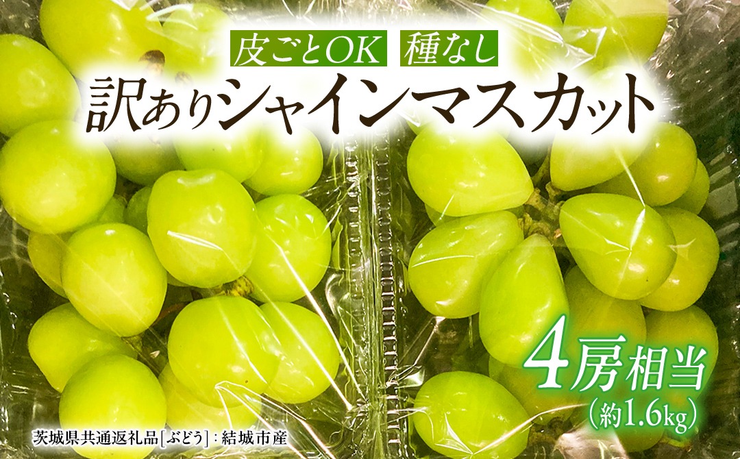 【2026年9月より発送開始】【 訳あり 】 シャインマスカット 4房相当（約1.6kg）  田舎の頑固おやじが厳選！（茨城県共通返礼品 [ぶどう]：結城市産）果物 フルーツ 不揃い わけあり 先行予約 家庭用 フルーツ ブドウ 果物 ぶどう シャイン マスカット くだもの 先行予約 [BI208-NT]
