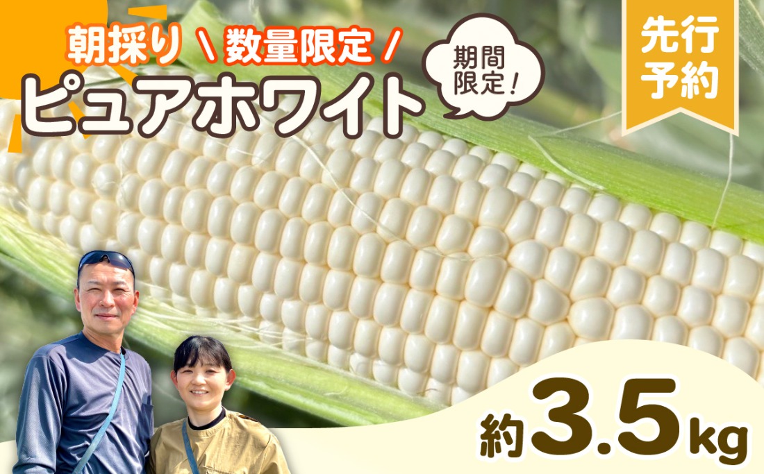 【先行予約 2026年6月下旬以降発送 】【 令和8年産 】【数量限定】朝採り 白い とうもろこし ピュアホワイト 約3.5kg トウモロコシ 期間限定 甘い 生食 [AX059ya]