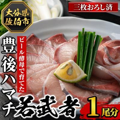 ふるさと納税 佐伯市 <先行予約受付中!2026年11月以降順次発送予定>豊後ハマチ 若武者(三枚おろし済1尾)