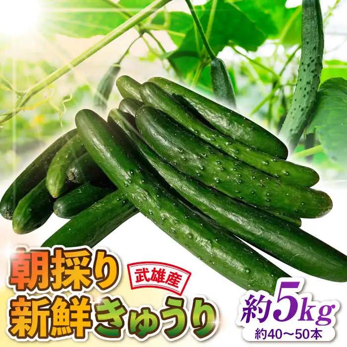 新鮮きゅうり 約5kg /株式会社 y's company（utsu和ya）[UDX002]きゅうり